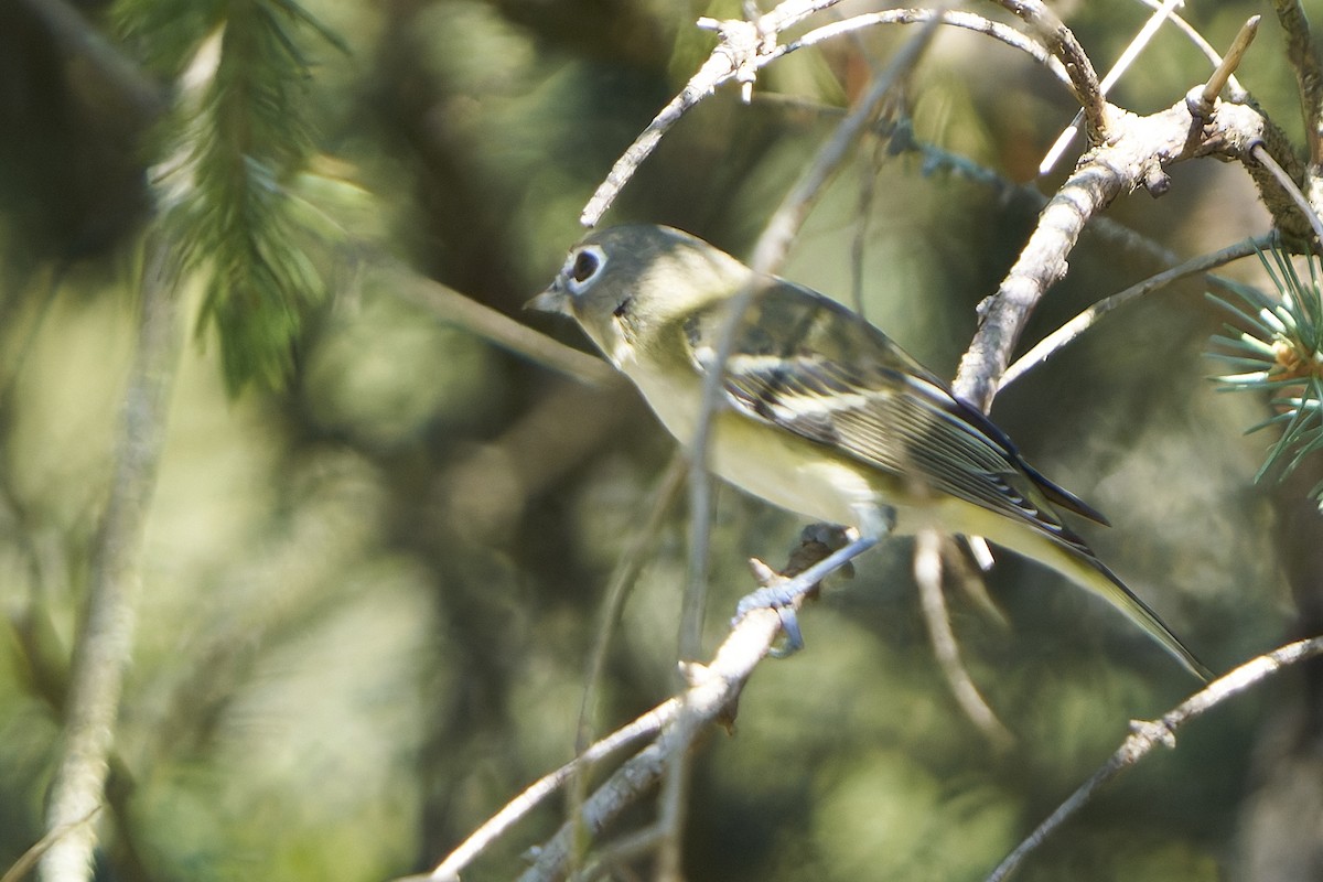 Blue-headed Vireo - ML643026027