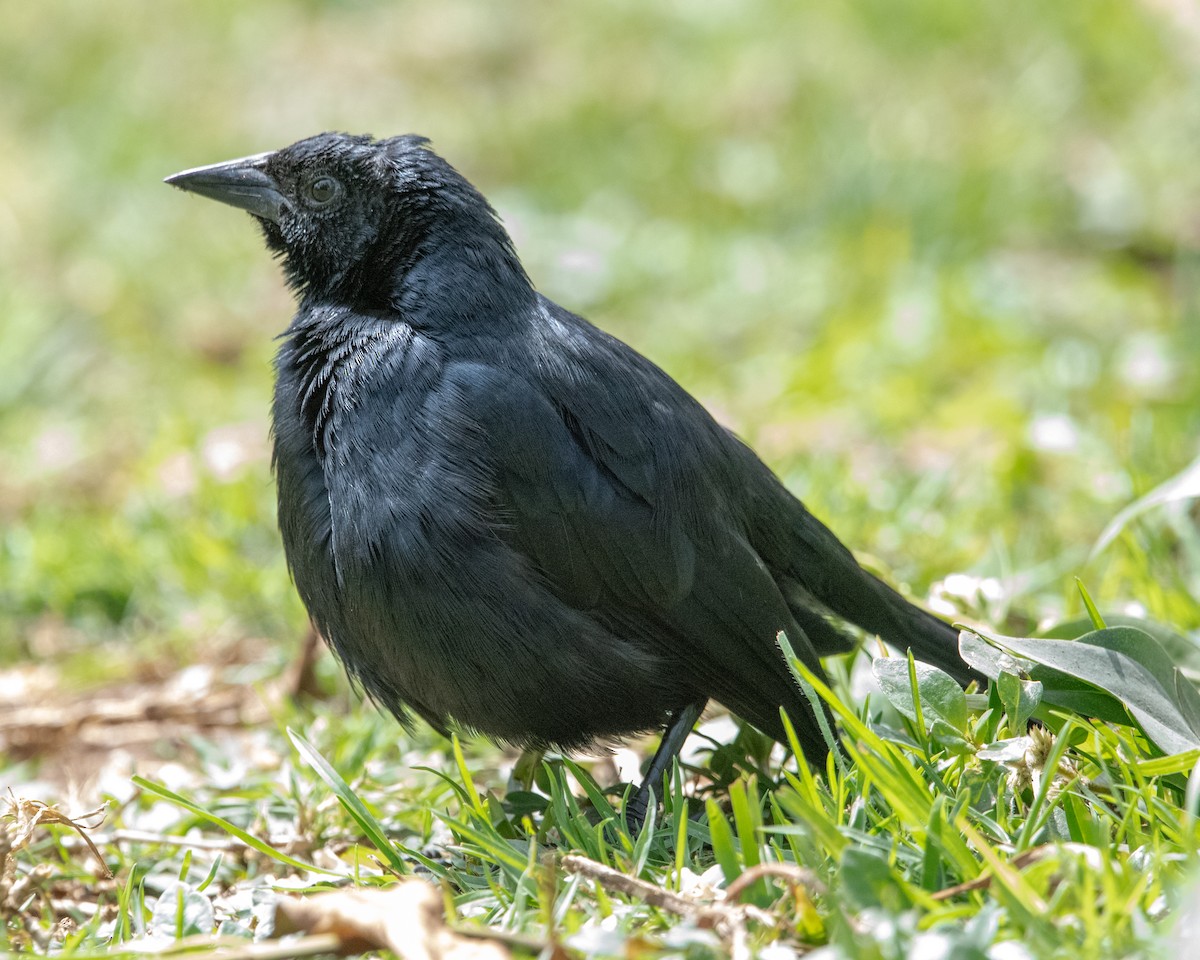 Scrub Blackbird - ML643026083