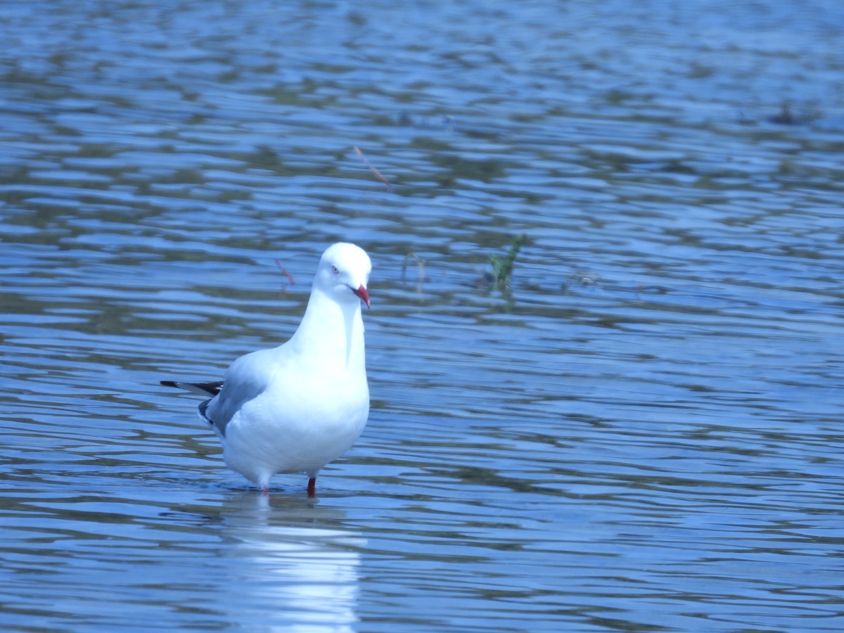Mouette argentée - ML643026120