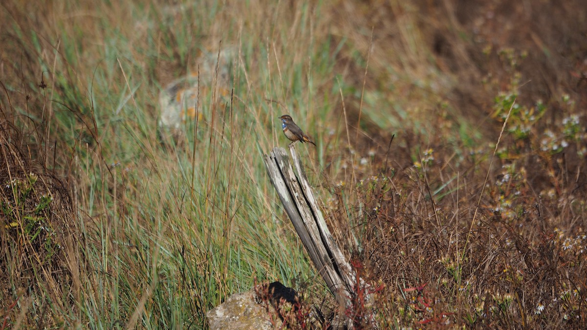Bluethroat - ML643026143