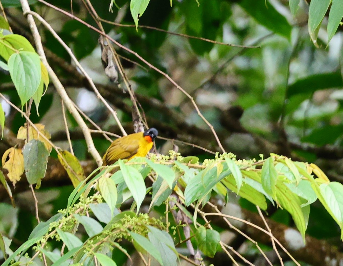 Flame-throated Bulbul - ML643026159