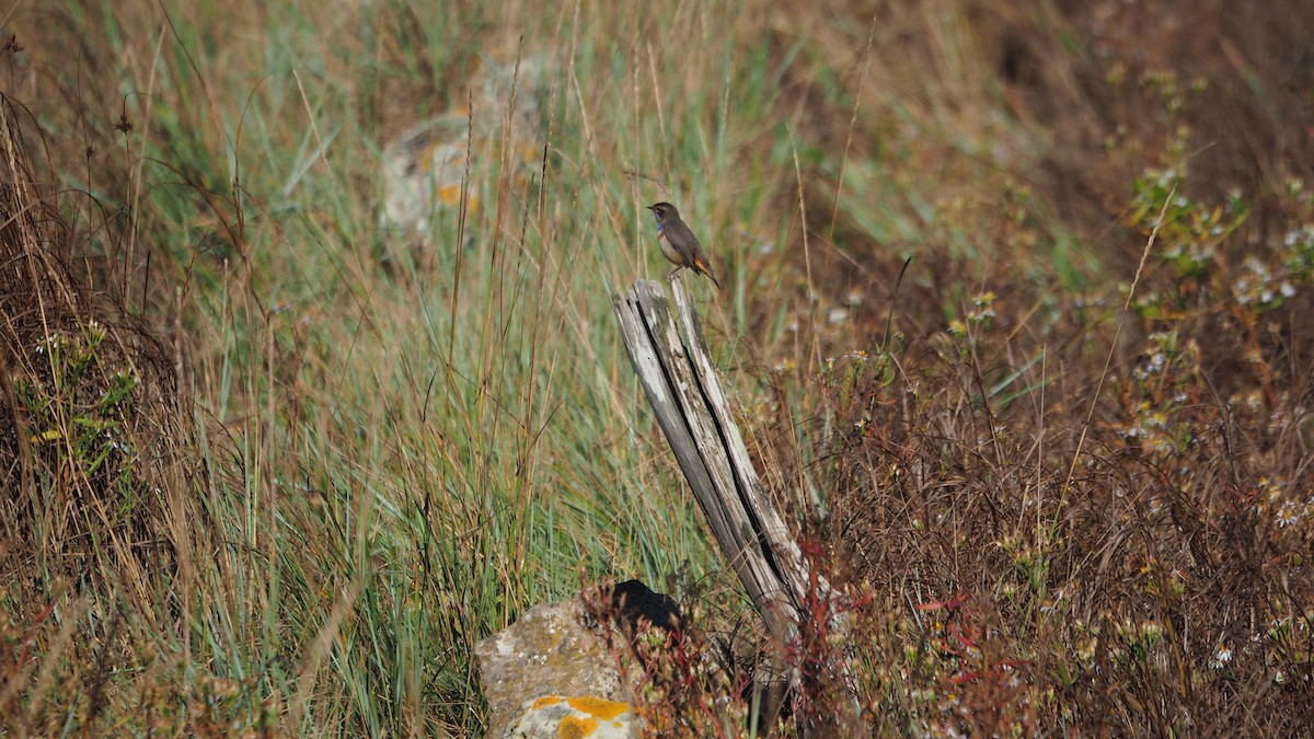 Bluethroat - ML643026160
