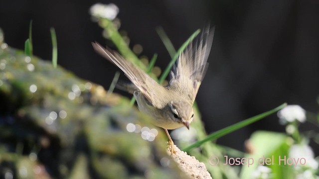 Willow Warbler - ML643026171
