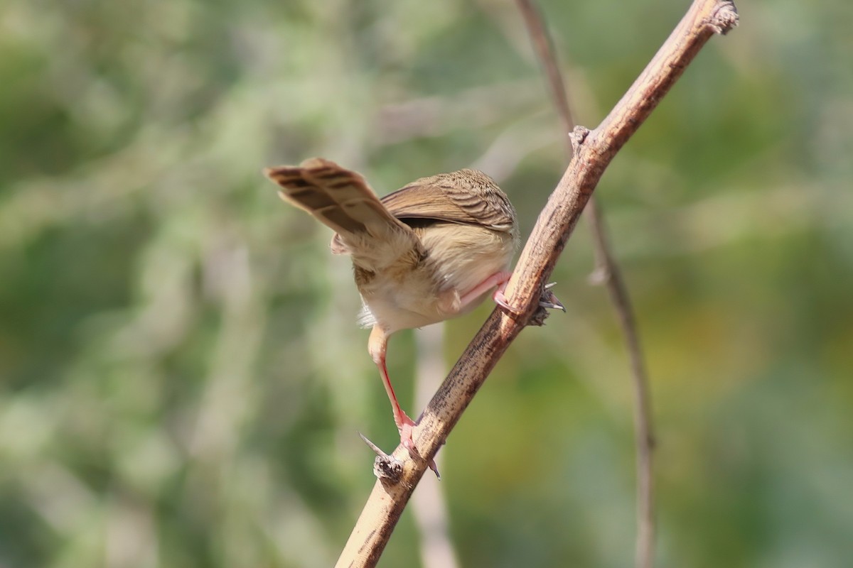 Prinia fina - ML643026183