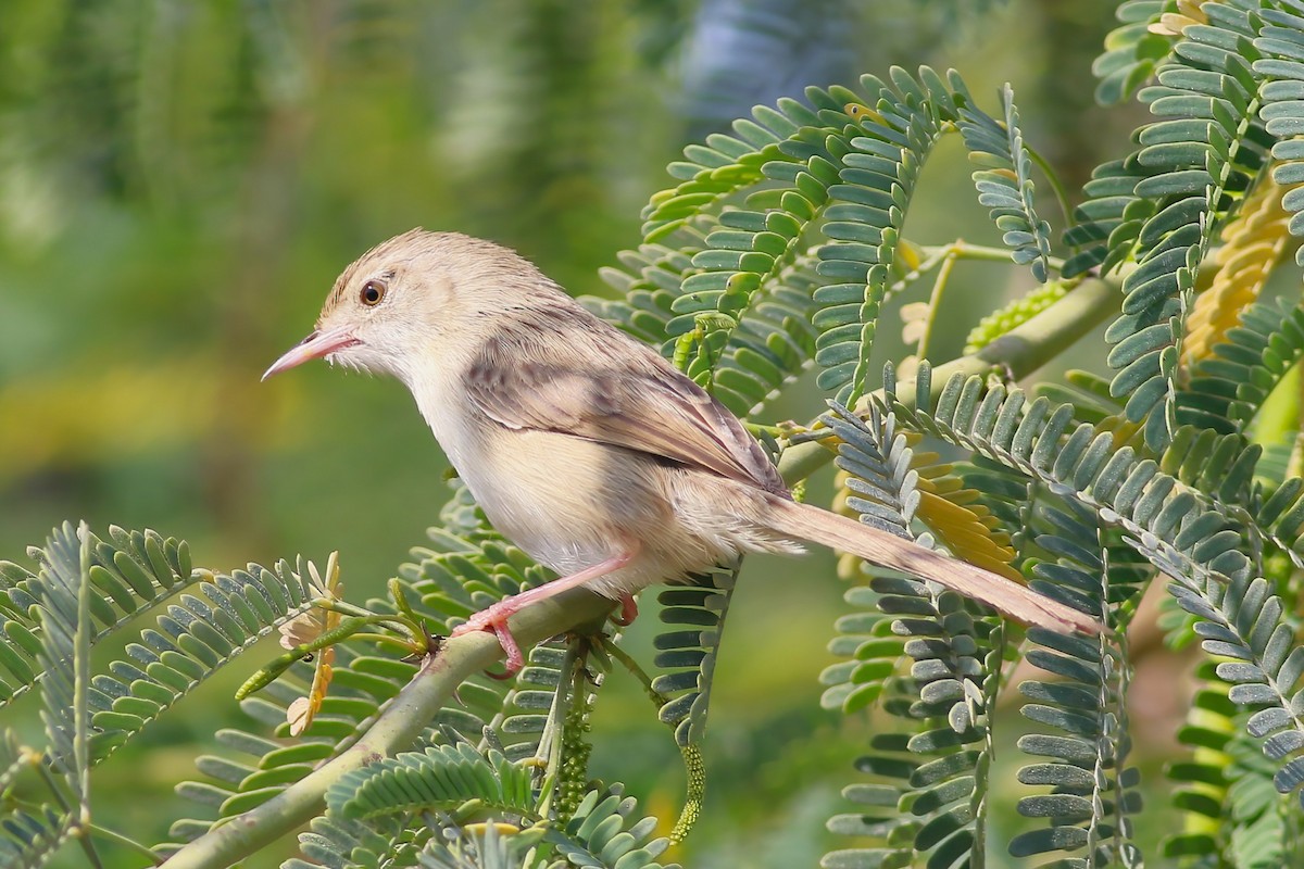 Prinia fina - ML643026184
