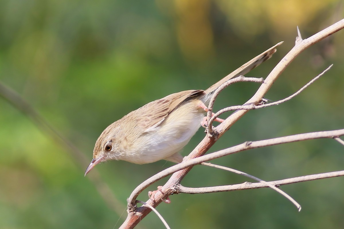Prinia fina - ML643026185