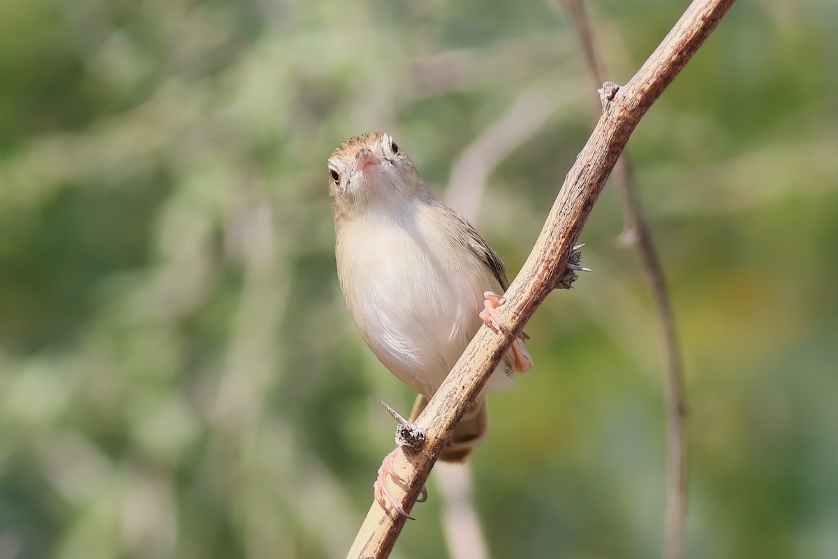 Prinia fina - ML643026186