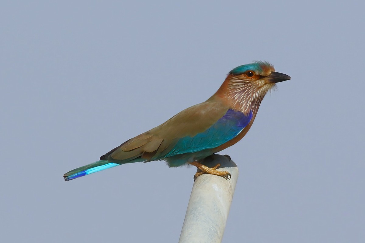 Indian Roller - ML643026191