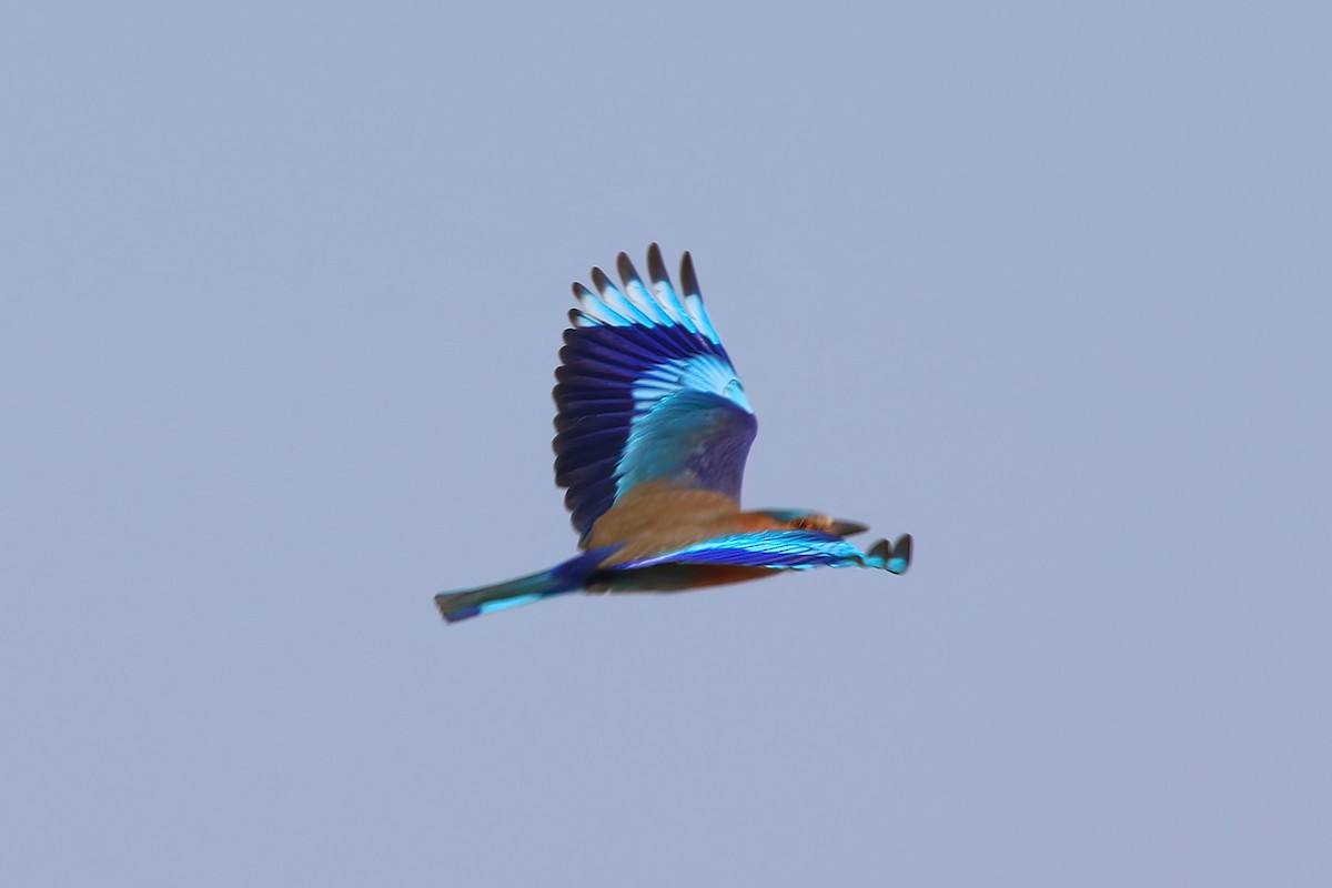 Indian Roller - ML643026192