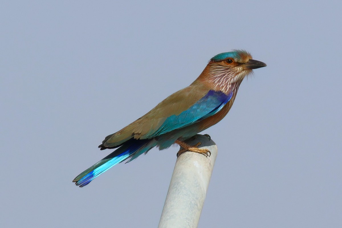 Indian Roller - ML643026193