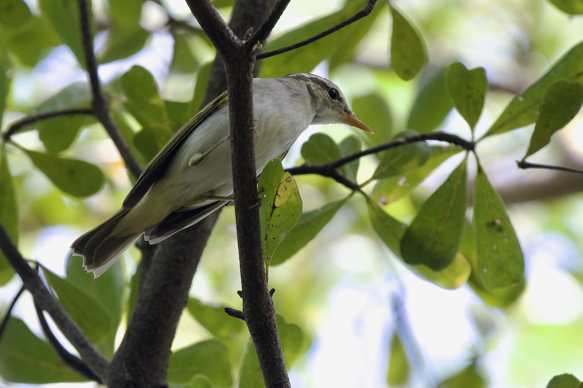 Eastern Crowned Warbler - ML643026195