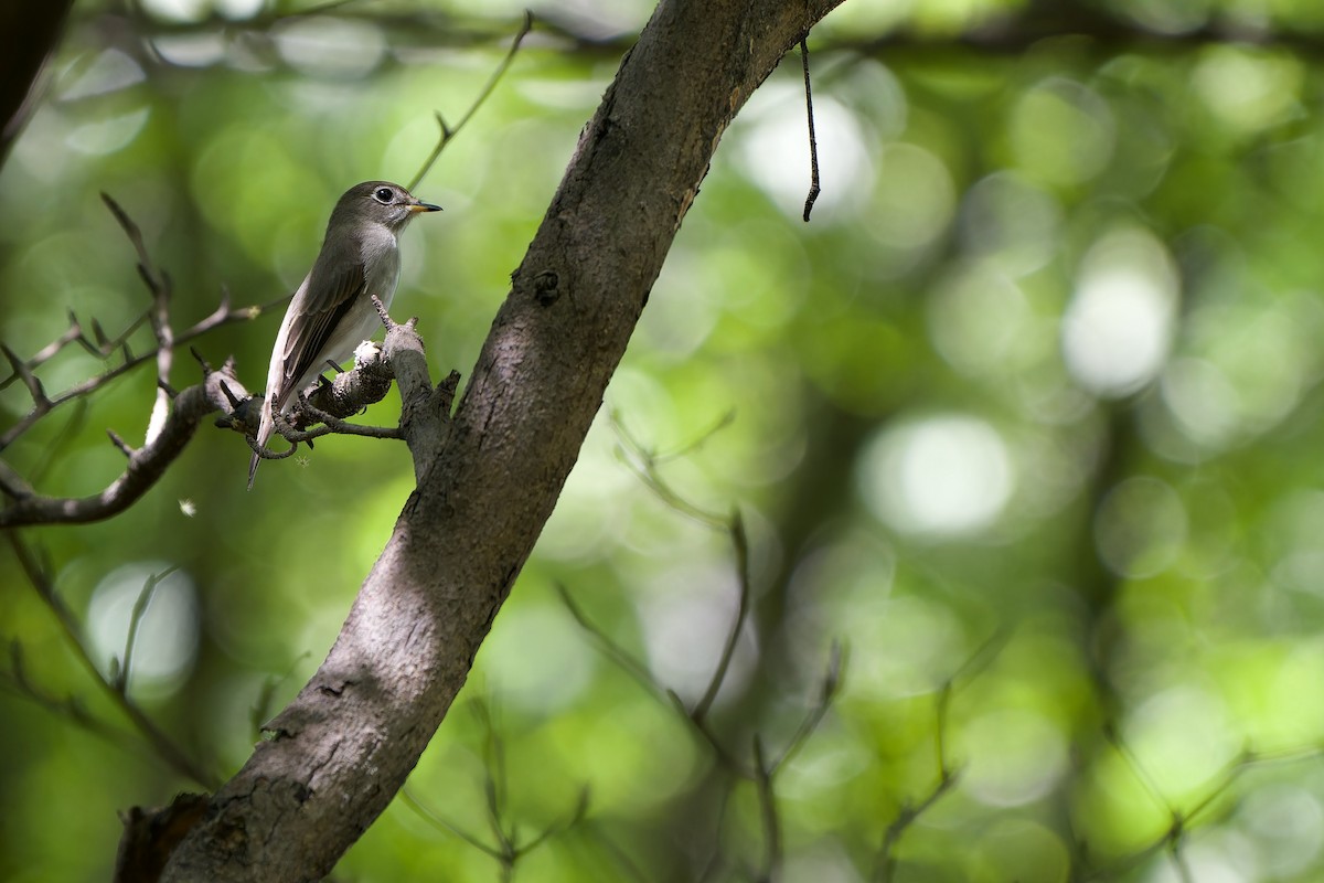 Asian Brown Flycatcher (Northern) - ML643026198