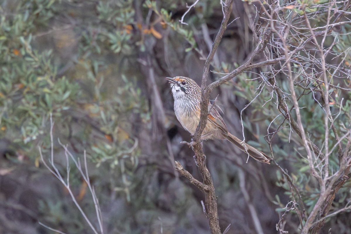 Striated Grasswren - ML643026217