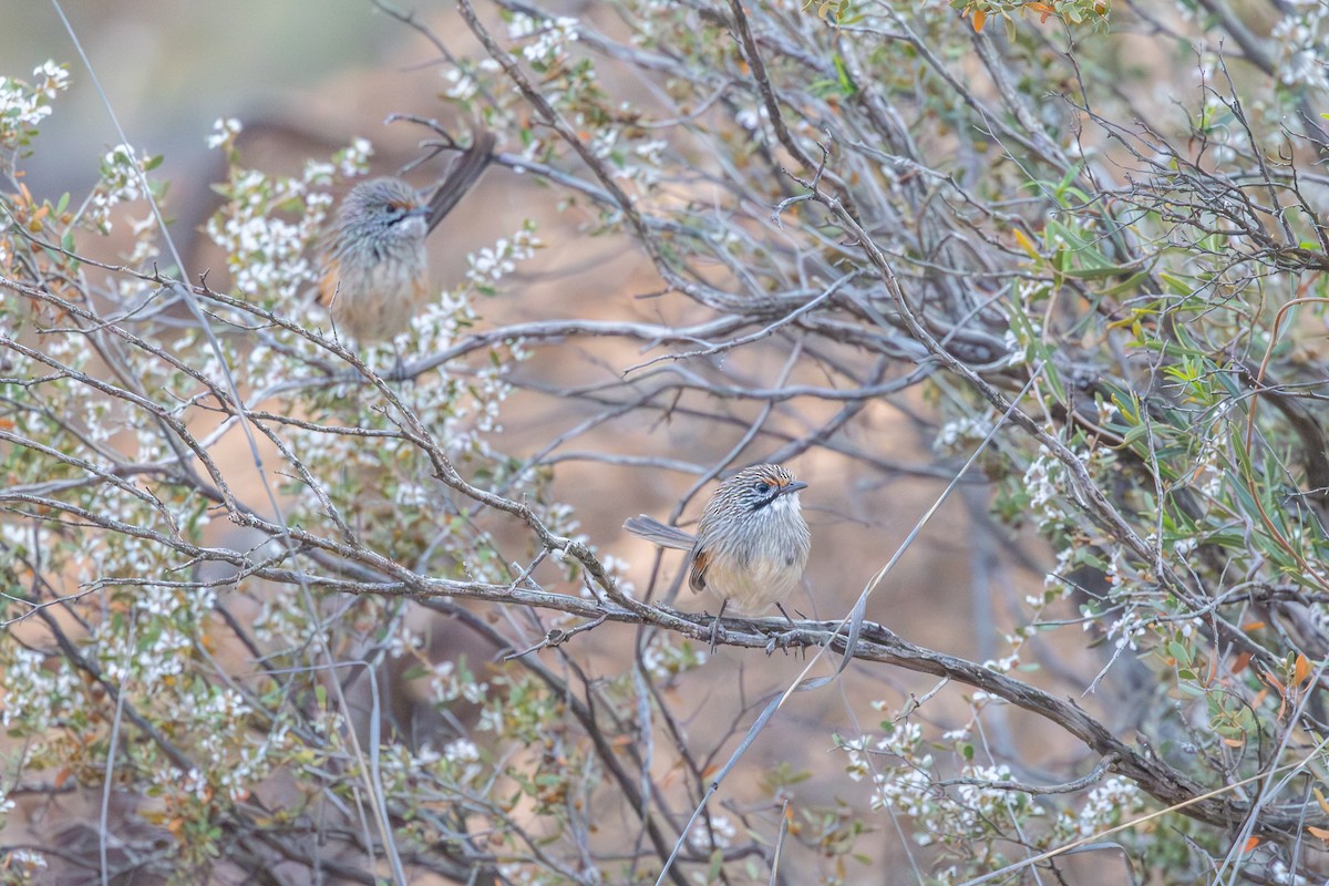 Striated Grasswren - ML643026218