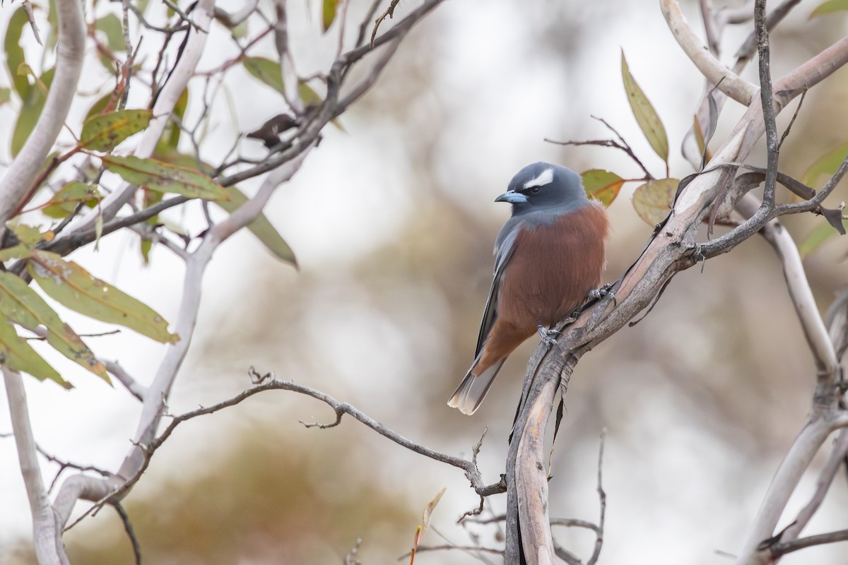 White-browed Woodswallow - ML643026223