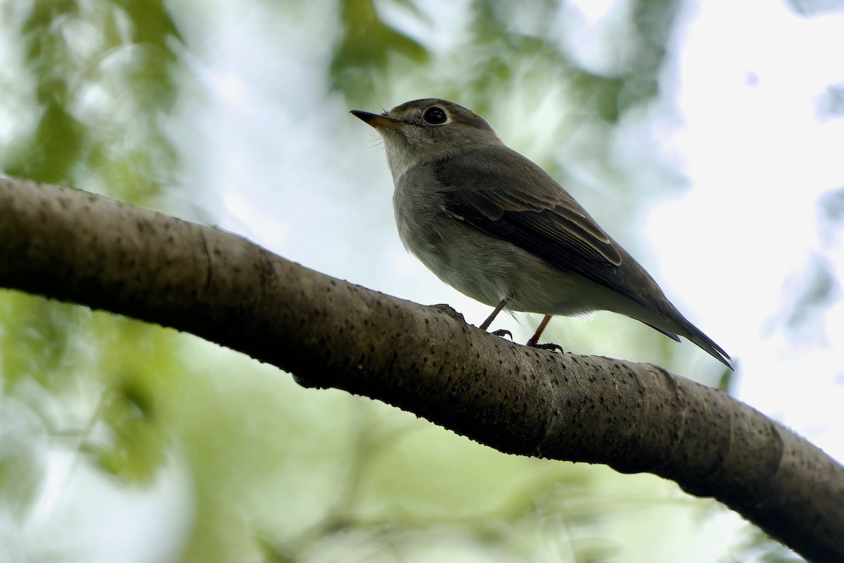 Asian Brown Flycatcher (Northern) - ML643026228