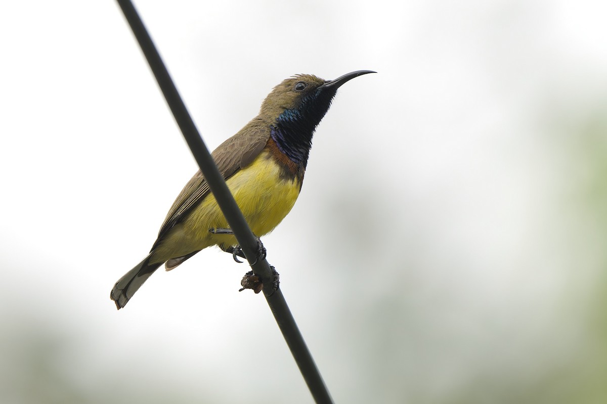 Ornate Sunbird (Ornate) - ML643026230