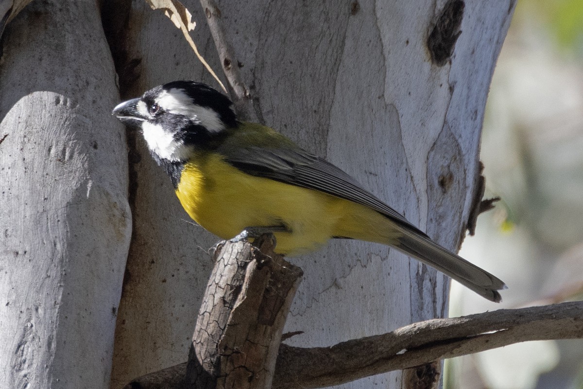 Eastern Shrike-tit - ML643026247