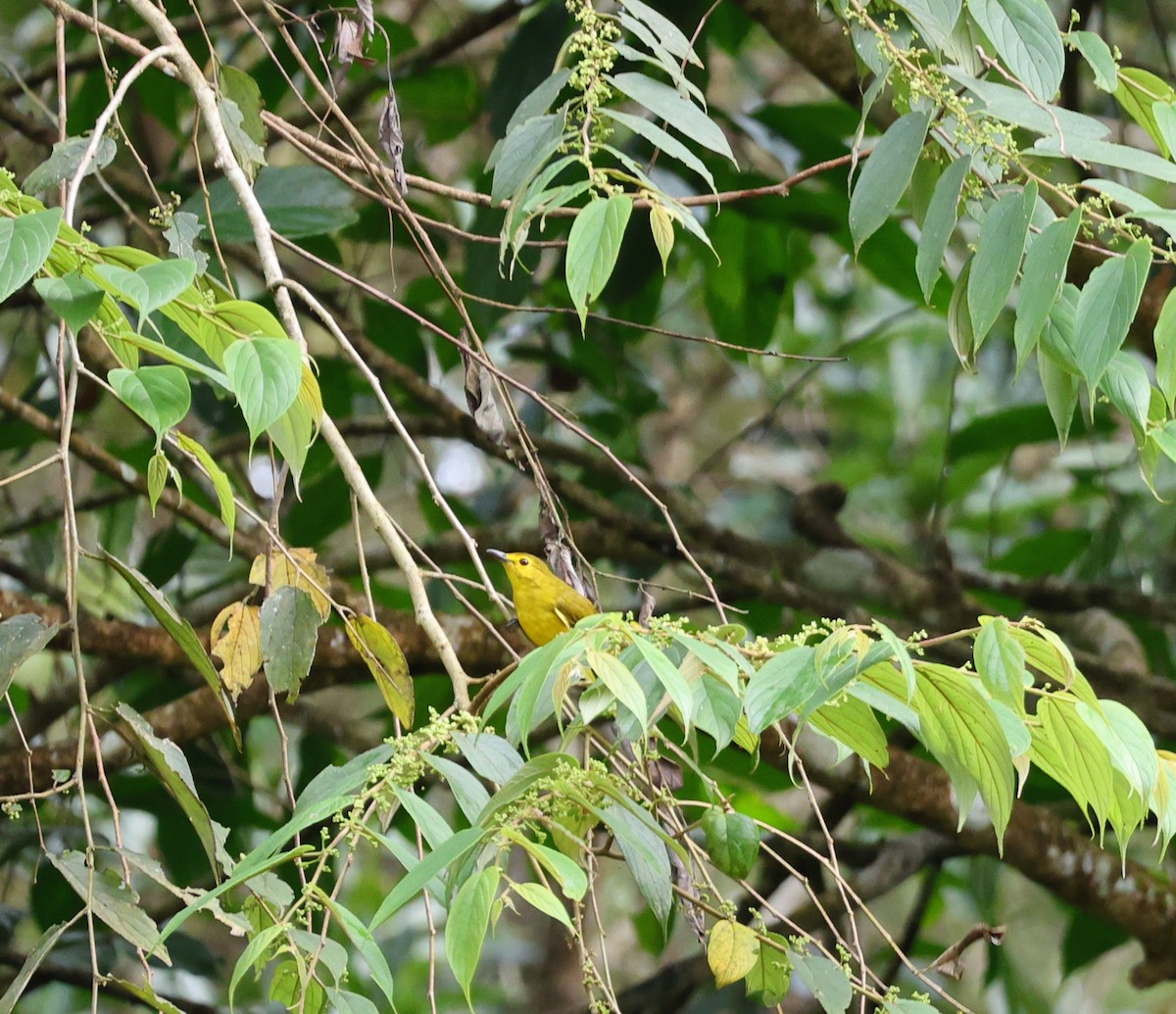 Yellow-browed Bulbul - ML643026248