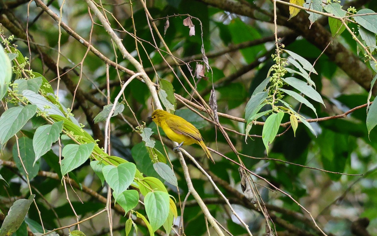 Yellow-browed Bulbul - ML643026249