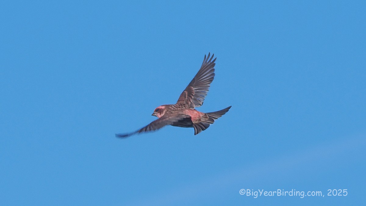 Purple Finch (Eastern) - ML643026250