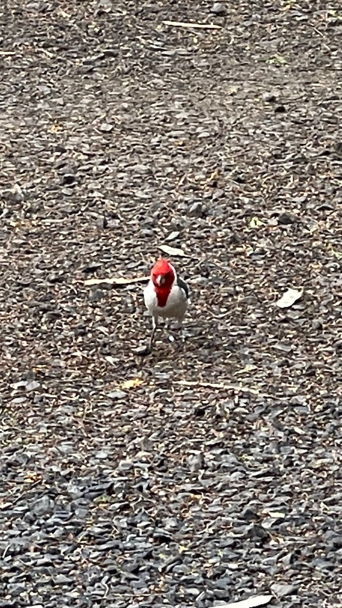 Red-crested Cardinal - ML643026255