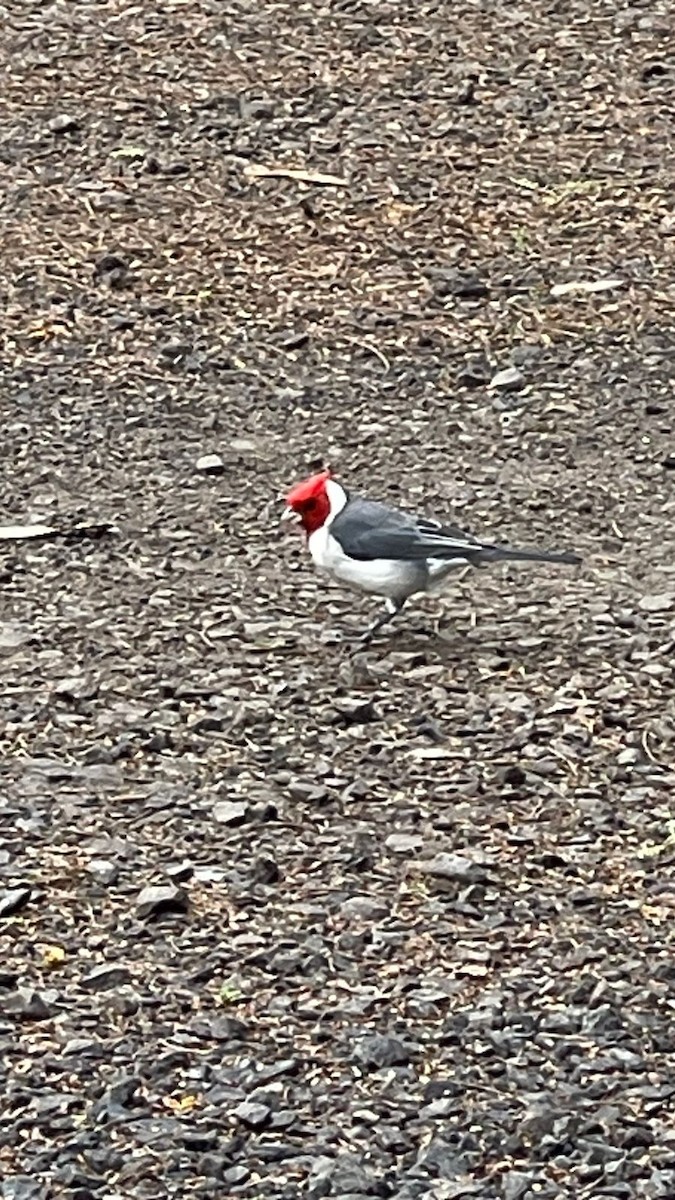 Red-crested Cardinal - ML643026256
