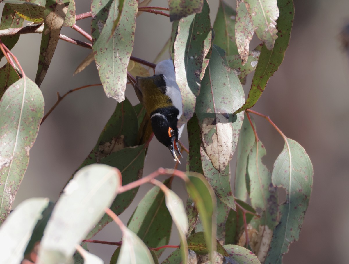 White-naped Honeyeater - ML643026270