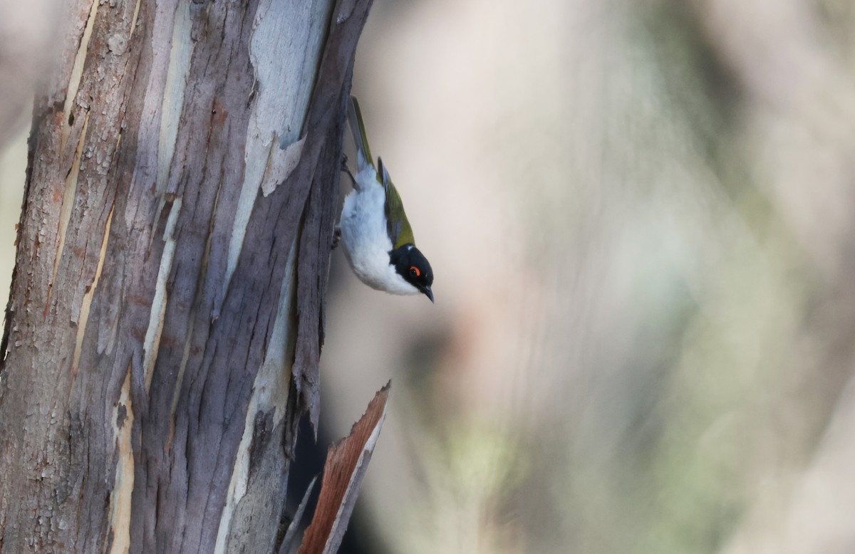 White-naped Honeyeater - ML643026271