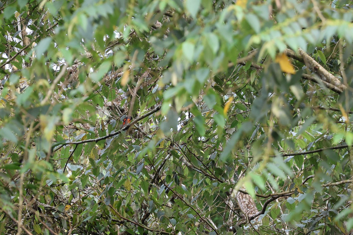 Orange Minivet - ML643026285