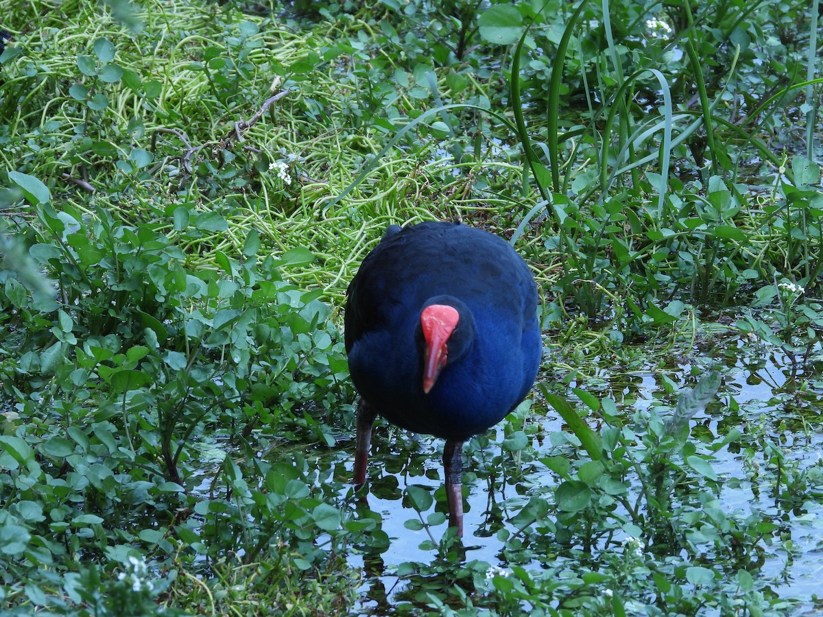 Australasian Swamphen - ML643026291