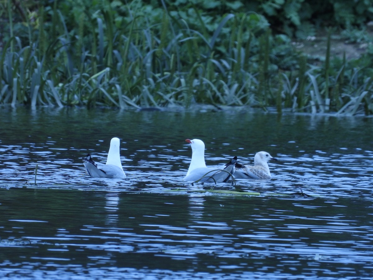 Silver Gull - ML643026294