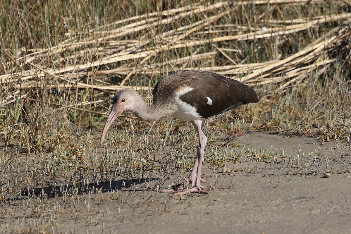 Ibis zuria - ML643026295