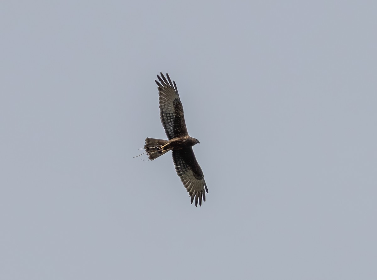 Swamp Harrier - ML643026296