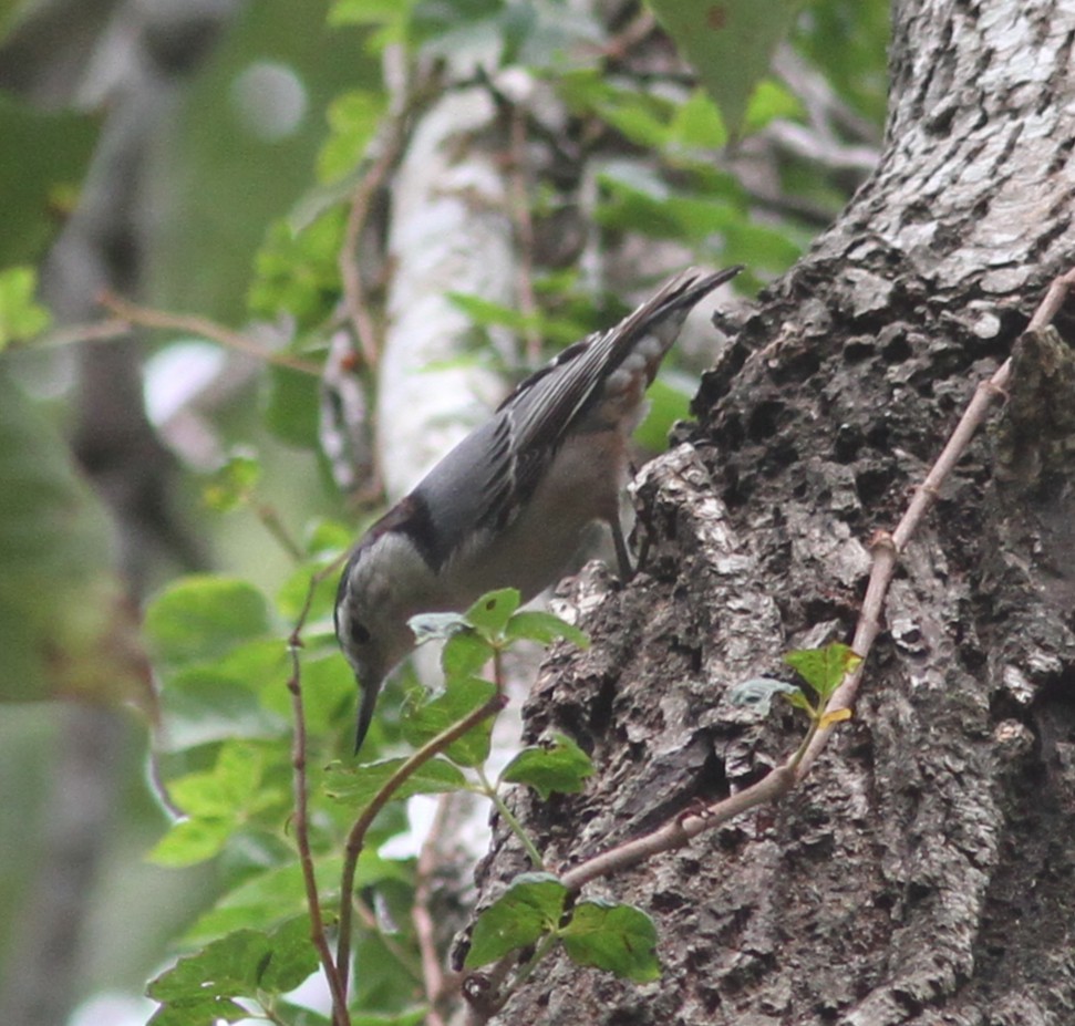 White-breasted Nuthatch - ML643026297