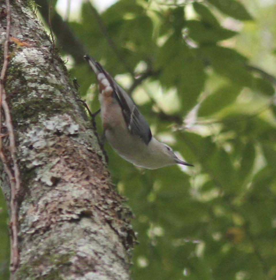 White-breasted Nuthatch - ML643026298