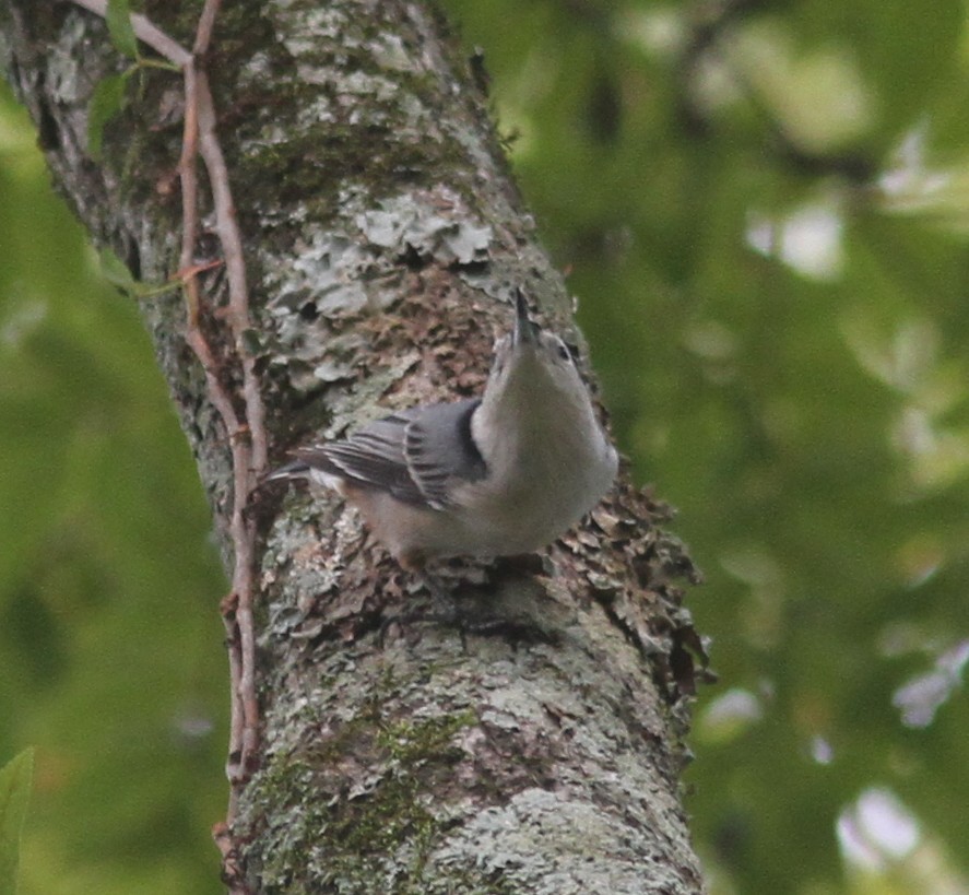 White-breasted Nuthatch - ML643026299