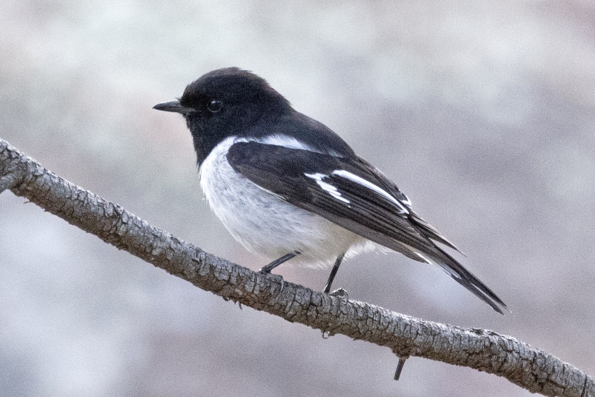 Hooded Robin - ML643026311