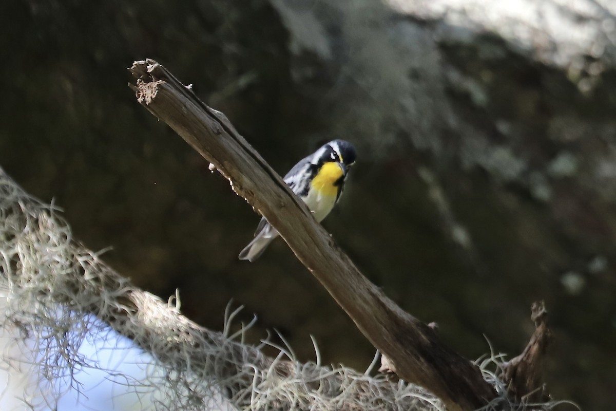 Yellow-throated Warbler - ML643026312