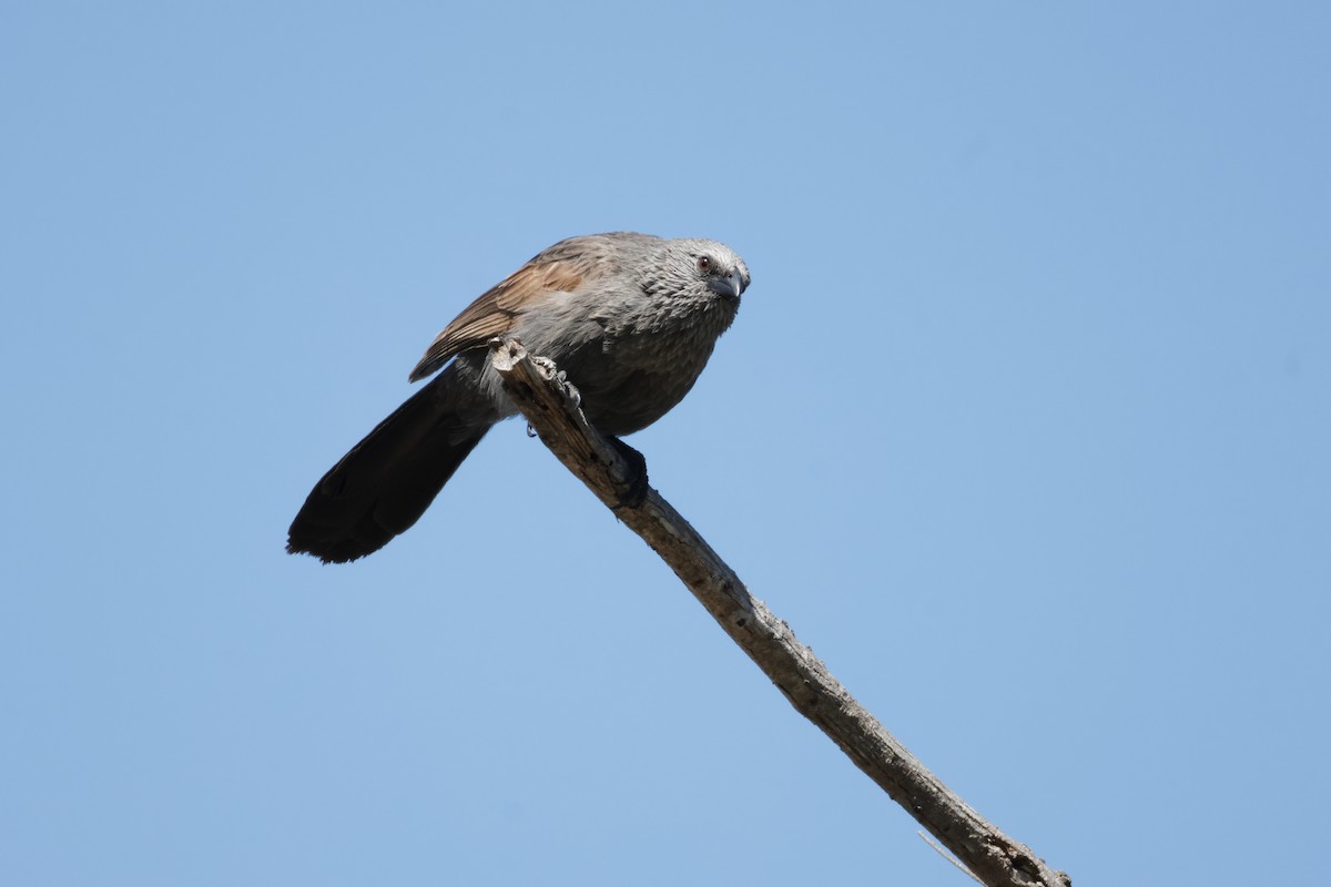 Apôtre gris - ML643026333