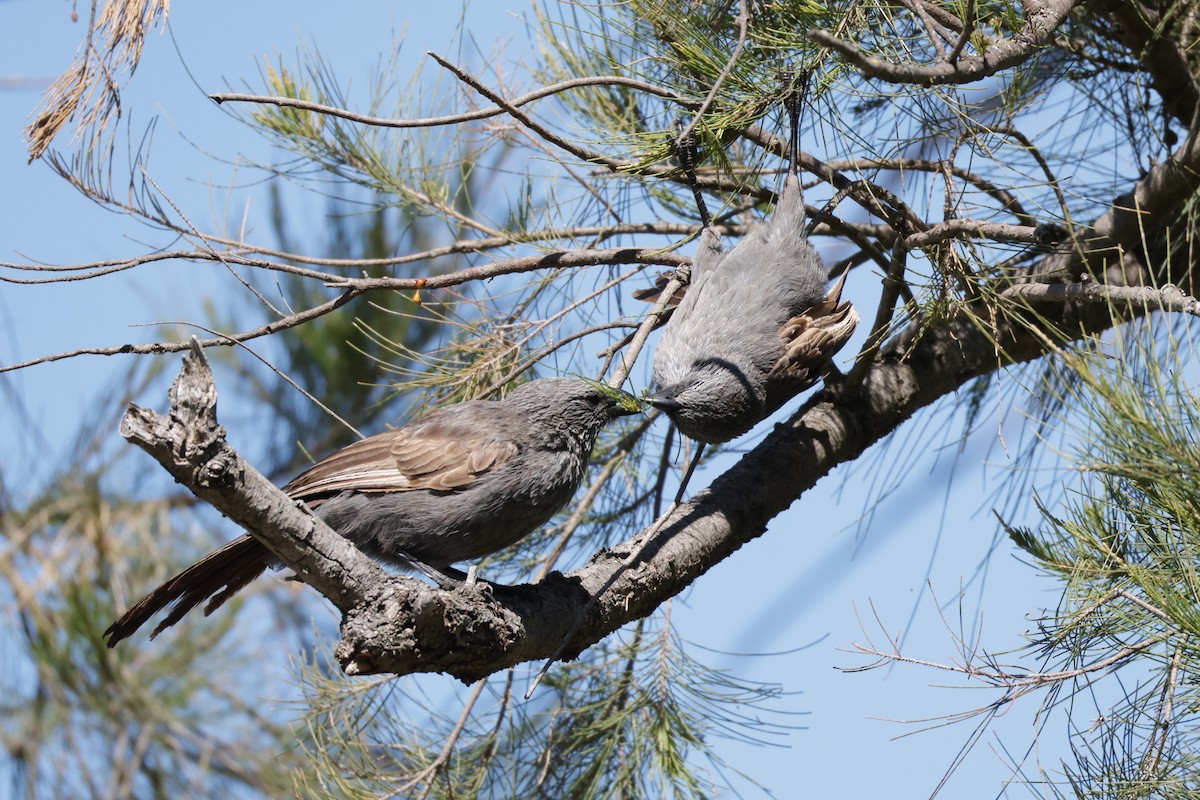 Apôtre gris - ML643026345
