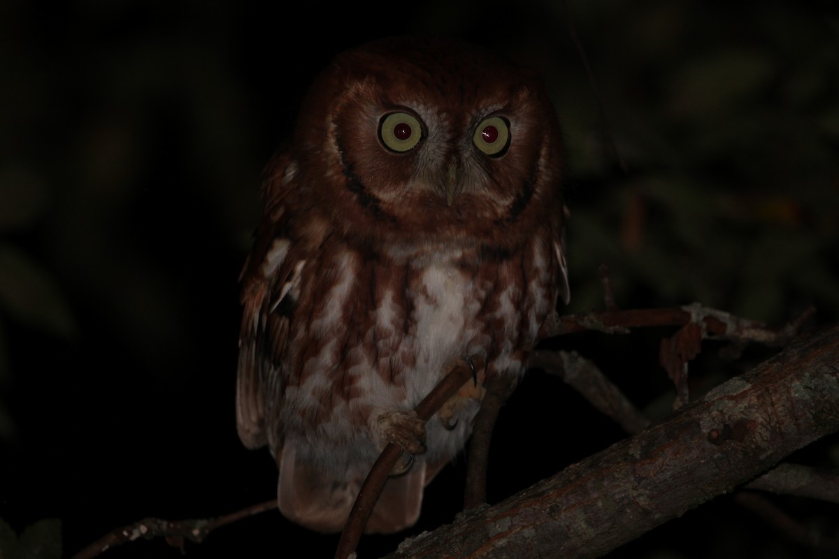 Eastern Screech-Owl - ML643026349