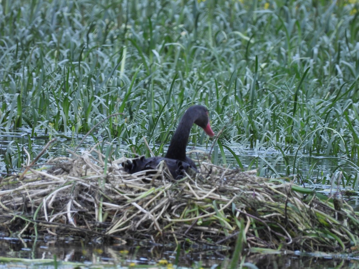 Cygne noir - ML643026357