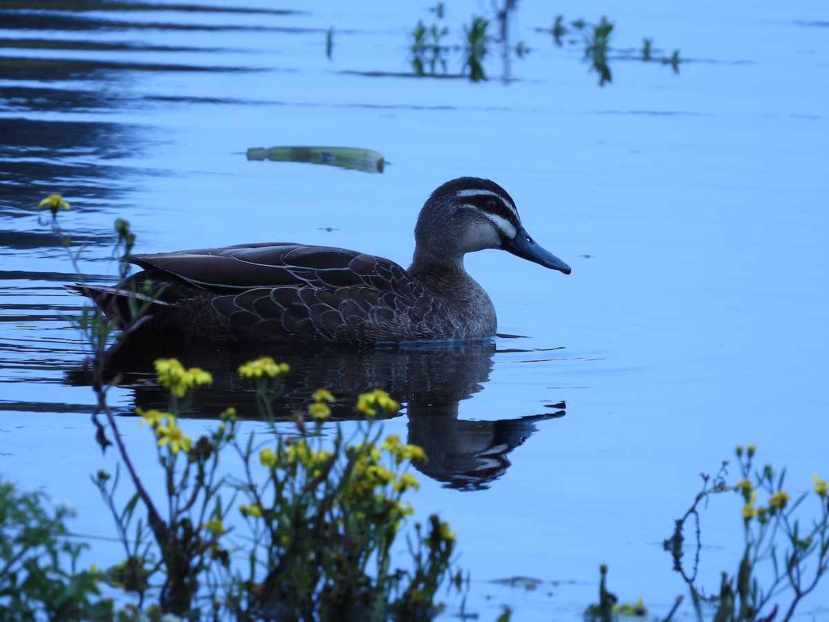 Canard à sourcils - ML643026362