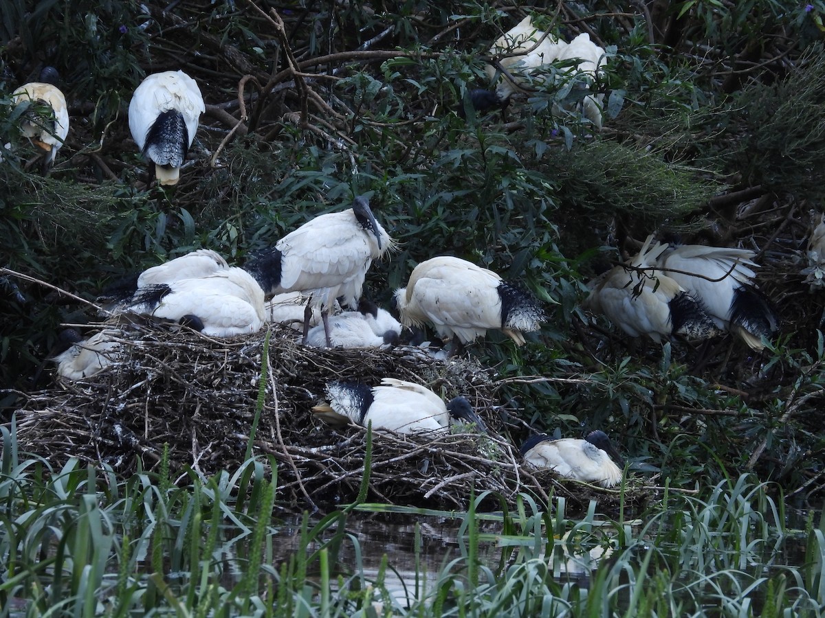 Ibis à cou noir - ML643026382