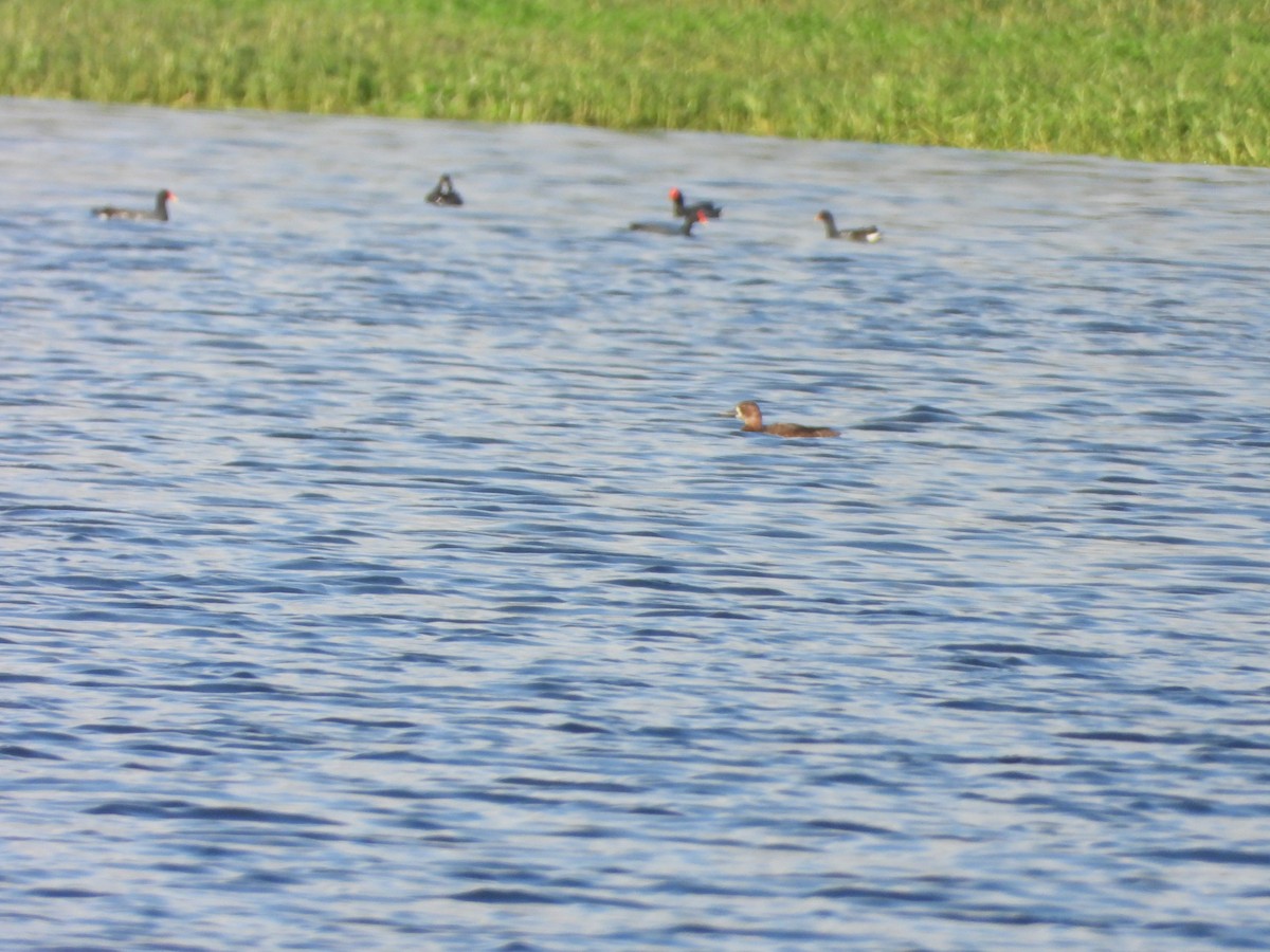 Southern Pochard - ML643026391