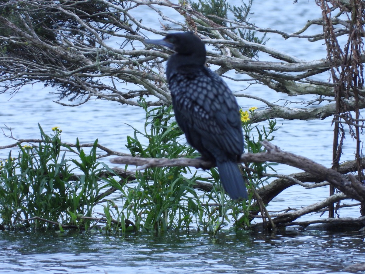 Cormoran noir - ML643026394