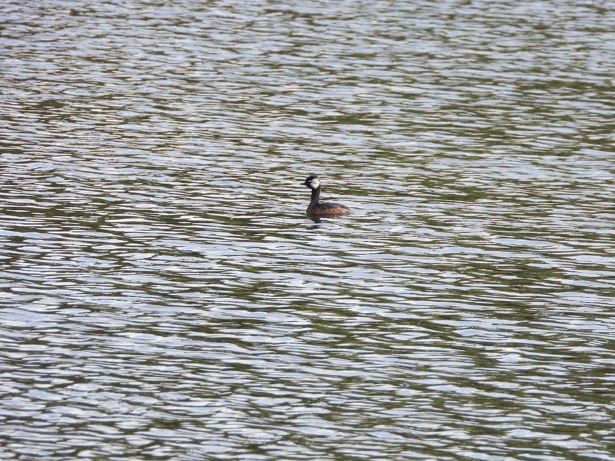 White-tufted Grebe - ML643026420