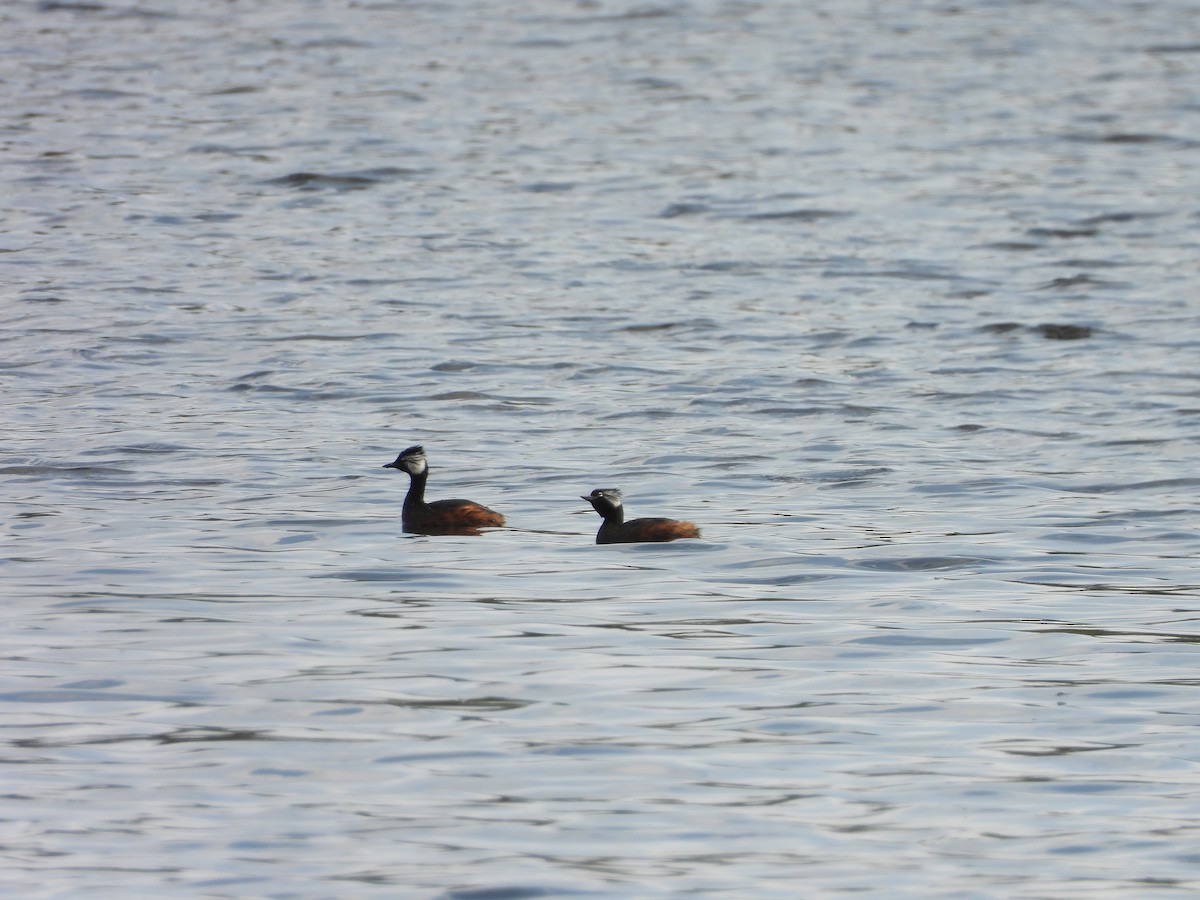 White-tufted Grebe - ML643026421