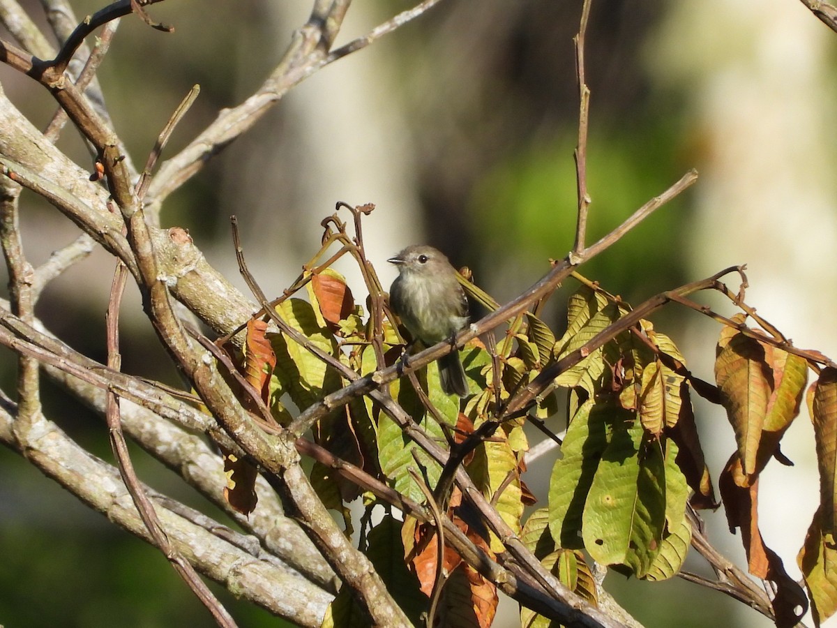 Olive-chested Flycatcher - ML643026431